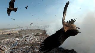 Ala-Archa reservoir + DJI FPV drone hit bird at burning dump. Bishkek