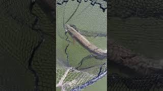 #fishheadassassin #fisheater #fishanatomy