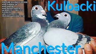 UNITED KINGDOM MANCHESTER KULBACKI RACING PIGEONS SPORT TOP PIGEONS MADE IN GERMANY BY KULBACKI