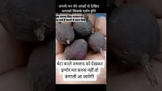 काले अमरूद को अनदेखा न करें #vishnu #vishnupurana #vishnumantra