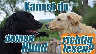 Hunde richtig lesen, Körpersprache verstehen