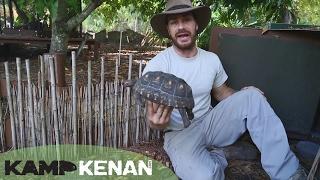 Best Cherry Head Red-footed Tortoise Care Tutorial : Kamp Kenan S2 Episode 13