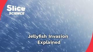 Invasion of the Jellyfish: A Rising Threat? | SLICE SCIENCE | FULL DOC