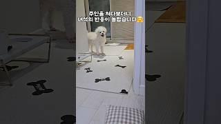 간식을 먹기 위해 강아지가 선택한 방법 #funnyshorts #cutedog #귀여운강아지 #여리여리짱