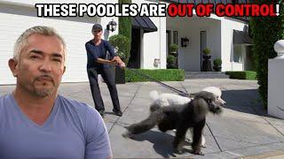 How To Control Four Posh French Poodles  | Cesar 911 Season 2, Ep. 5 - Part 2