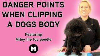 Danger points when clipping a dogs body.