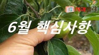[사과재배] 6월 남길것 버릴것.엽면시비와 방제 포인트