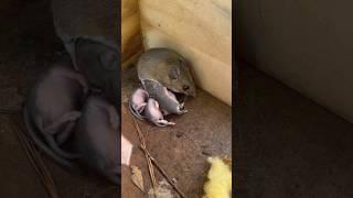 Mice with their babies are the cutest animals!  #babyanimals #animals