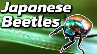 How To Get Rid of Japanese Beetles