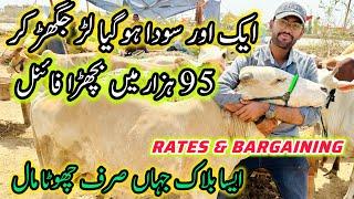 Northern Bypass Mandi Rates & Bargaining | Cow Mandi 2025 | Bakra Eid Season 2025