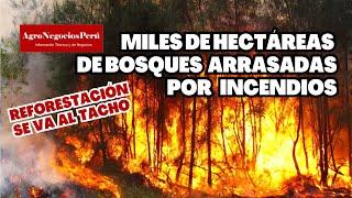 Miles de hectáreas de bosques arrasadas por incendios provocados por "quemas controladas"