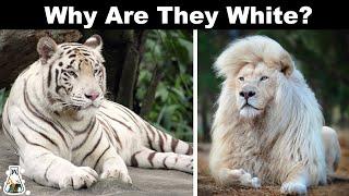 Why Are Some Lions And Tigers White?