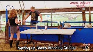 Matching The Perfect Rams To Your Ewes: Creating Optimal Sheep Breeding Groups