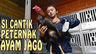 CEWEK CANTIK SUKSES JADI PETERNAK AYAM JAGO