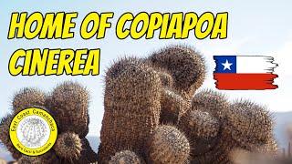 Searching for the most famous Copiapoa cactus species 