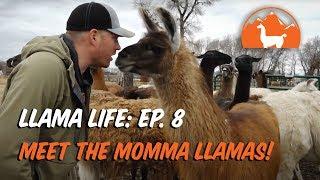 Meet the Momma Llamas - Ep.8 - Llama Life