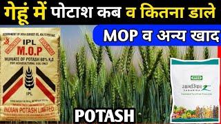 गेहूं में पोटाश कब व कितना डाले | गेहूं मे पोटाश खाद | Potash Fertilizer | gehu me potash kab dalen