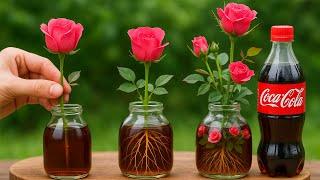 How to Propagate Roses with Coca Cola – 3 Super Simple Steps