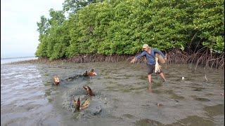 Amazing Catching Many Huge Mud Crabs In Muddy after Water Low Tide