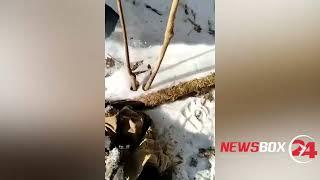 Останки охотника, погибшего от нападения тигра, найдены в тайге в Хабаровском крае