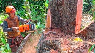 Cut down 2 Red Mahogany Trees at Once