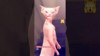 this funny sphinx cat# trending #viralvideo @animals-funnyclips-j.s.d #viral