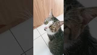 Jojon