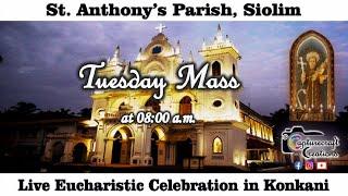 Tuesday Konkani Mass Live at 8.00am, 31st Dec 2024 | St Anthony's Church Siolim