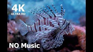 4K Fish tank / Aquarium 4K VIDEO! NO SOUND! Coral Reef Fish turtle - Relaxing, help sleep. NO SOUND