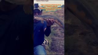 Tiger snakehead fish Hunting#shorts