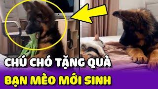 Đáng yêu chú Chó MANG QUÀ đến THĂM bạn Mèo vừa mới SINH CON  | Yêu Lu Official