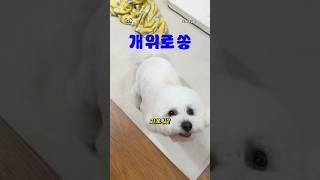 힘들고 괴로워도 개보단 나아 #성우김서영 #조이앤릴리 #강아지