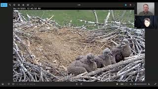 Bella and Scout's eagle nest comes down in storm reaction to loss of three eaglets.