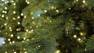 I segreti per scegliere il miglior albero di Natale