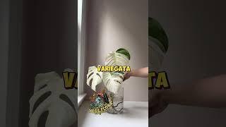 Monstera variegata yaang bikin rumah jadi estetik