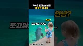 귀여운 꼬마손님한테 푹빠진 돌고래 #동물 #돌고래