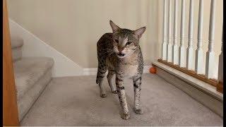 My Big Savannah Cats reaction when I come home from work/Big cat meow