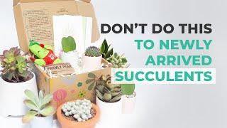 CARE TIPS | WHAT NOT TO DO TO NEWLY ARRIVED SUCCULENTS