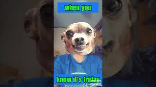 Fridays are awesome