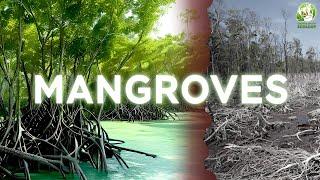 Mangroves. The planet's unique ecosystem is under threat