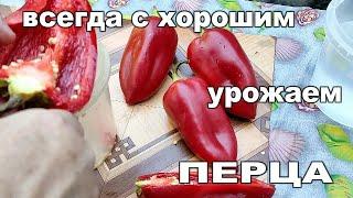 ️️САМЫЙ ПРОСТОЙ СПОСОБ СОБРАТЬ КАЧЕСТВЕННЫЕ СЕМЕНА ПЕРЦА