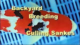 Backyard Koi Breeding Culling Sankes