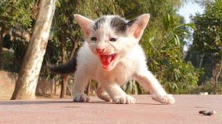 Baby kittens found on a small street  Waiting For Someone To Save It