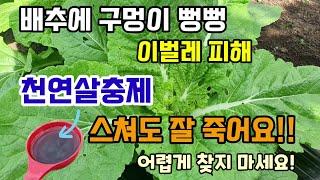 배추에 구멍이 뻥뻥 뚤렸다면 이벌레들 피해 한약제로도 쓰이는 천연살충제 이거 뿌리고 맞으면 벌레100%잘 죽고 농약 만큼 효과 좋아요.