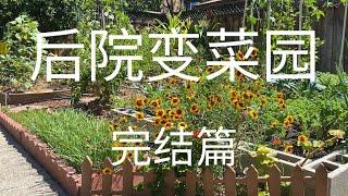 【后院变菜园完结篇】除了造田种菜还做了什么？｜我的七月菜园真的比草地后院难看吗？｜Finale Of Turning My Backyard Into A Vegetable Garden