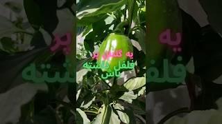 اگه میخوای گل فلفل هات تبدیل به فلفل شن این ویدیو رو ‏# farmlife #باغبانی #کشاورزی حتما ببين