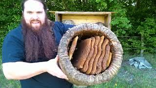 Honey Harvest In A Traditional Skep Beekeeping Apiary