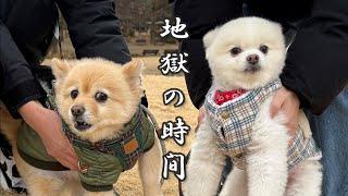 犬見知り全開で疲れ切った愛犬がこうなりました…