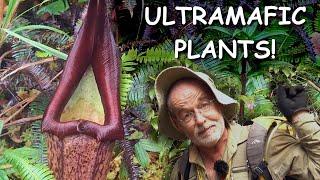 Ultramafic Plants