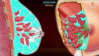 Gross Anatomy of the Mammary Gland - Relations ,Blood supply , Lymphatic drainage ,Development